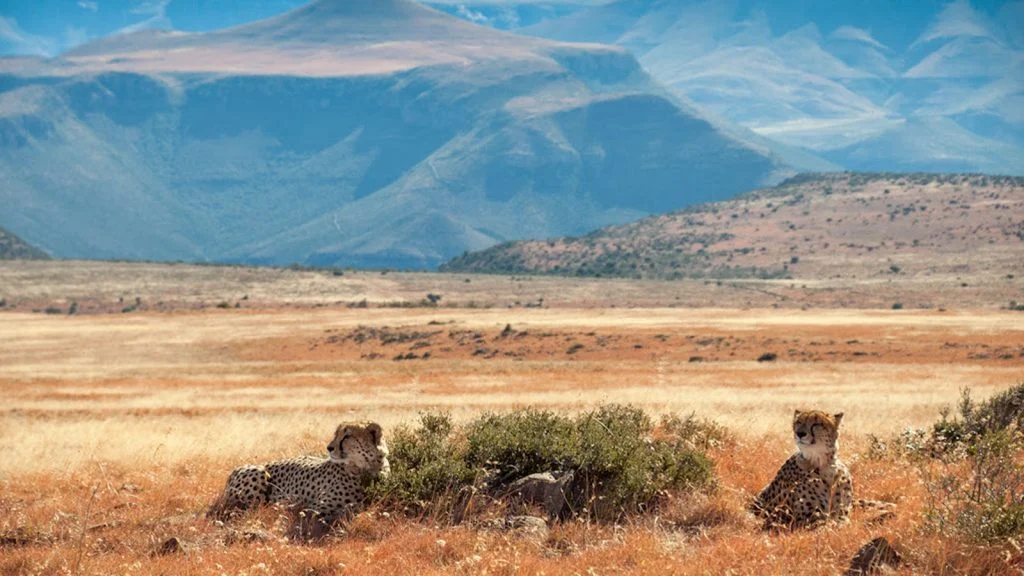 Johannesburg aposta em reservas diretas para impulsionar o turismo