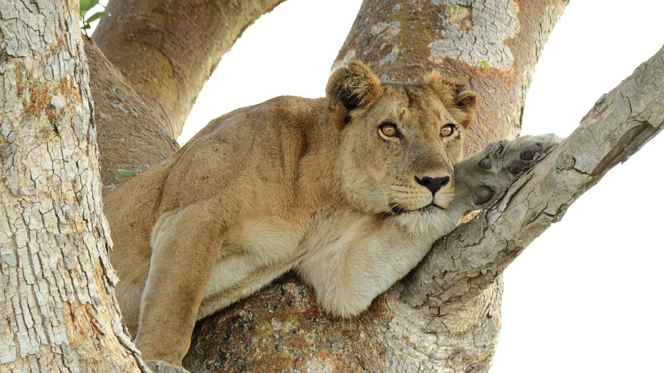 Programa de 10 anos em Uganda reestrutura o turismo ecológico na reserva de Ishasha
